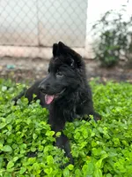 Eugina, a female German Shepherd Dog for sale in Fort Lauderdale, FL – 5 of 5