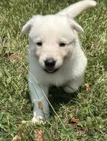 Sadie, a female German Shepherd Dog for sale in Cardington, OH – 4 of 5