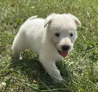 Sadie, a female German Shepherd Dog for sale in Cardington, OH – 1 of 5