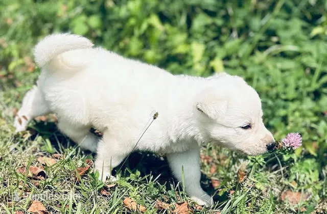 Scout – German Shepherd Dog puppy for sale in Cardington, OH