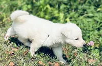 Scout, a female German Shepherd Dog for sale in Cardington, OH – 1 of 5