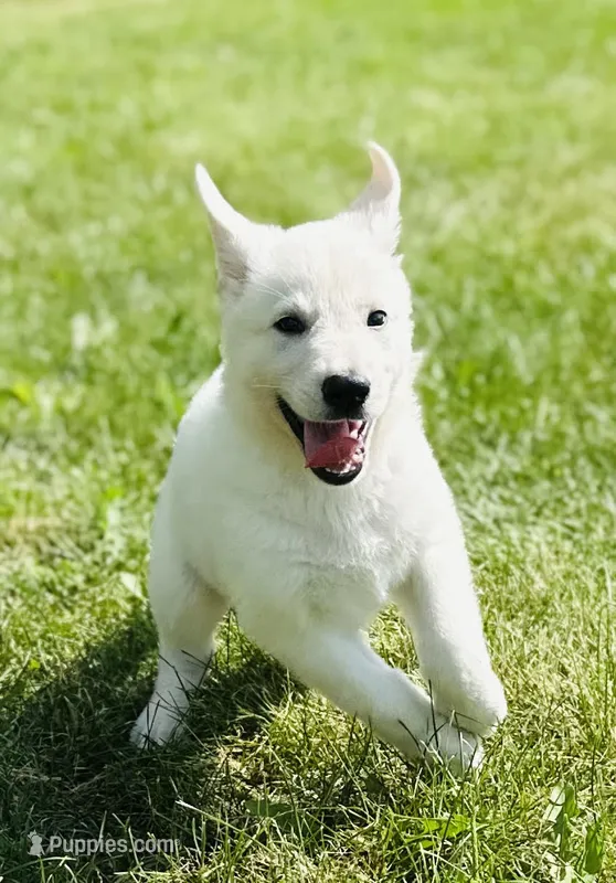 Skye – German Shepherd Dog puppy for sale in Cardington, OH