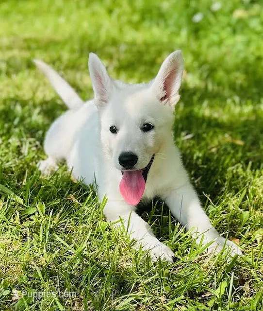 Sadie – German Shepherd Dog puppy for sale in Cardington, OH
