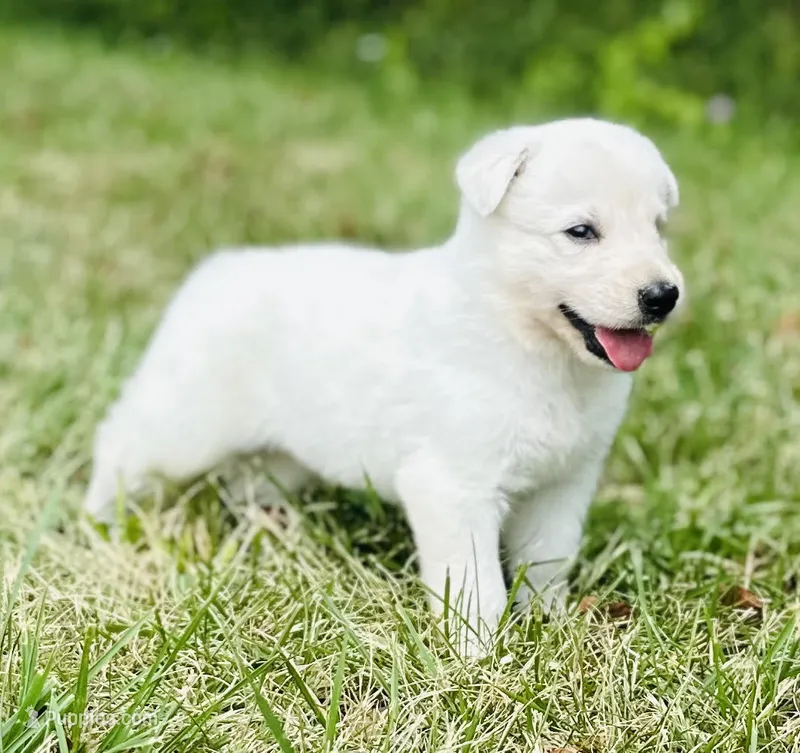 Skye – German Shepherd Dog puppy for sale in Cardington, OH