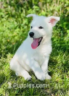 Sasha – German Shepherd Dog puppy for sale in Cardington, OH