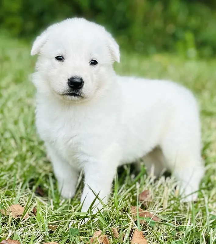 Sasha – German Shepherd Dog puppy for sale in Cardington, OH