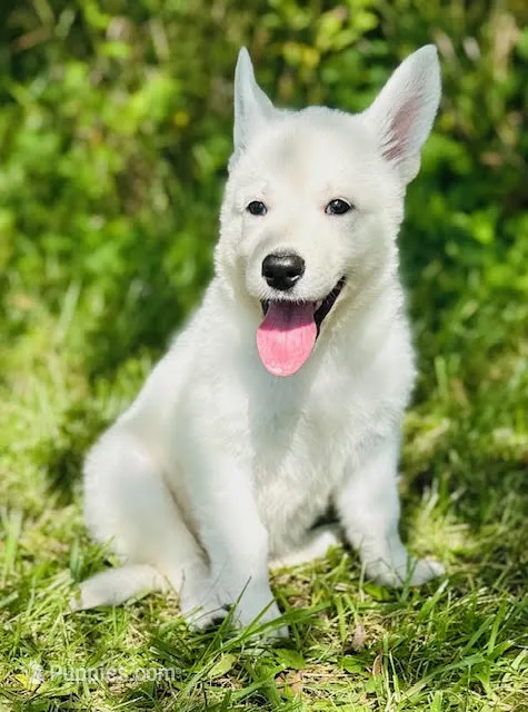 Scout – German Shepherd Dog puppy for sale in Cardington, OH