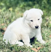 Scout, a female German Shepherd Dog for sale in Cardington, OH – 3 of 5