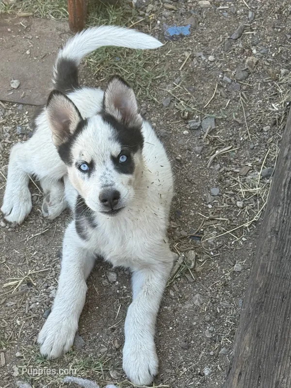Huski – Siberian Husky puppy for sale in Tucson, AZ