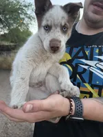 Husky male, a male Siberian Husky for sale in Tucson, AZ – 1 of 1