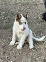 Husky female, a female Siberian Husky for sale in Tucson, AZ – 1 of 1