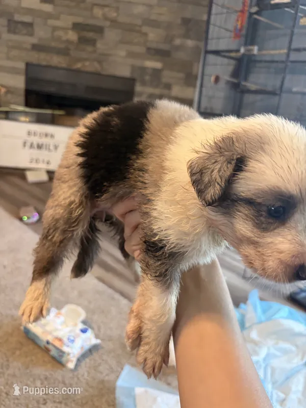 Pink – Border Collie puppy for sale in Polk City, FL