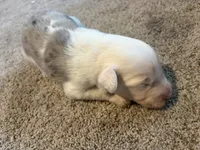Blue, a male Border Collie for sale in Polk City, FL – 1 of 3