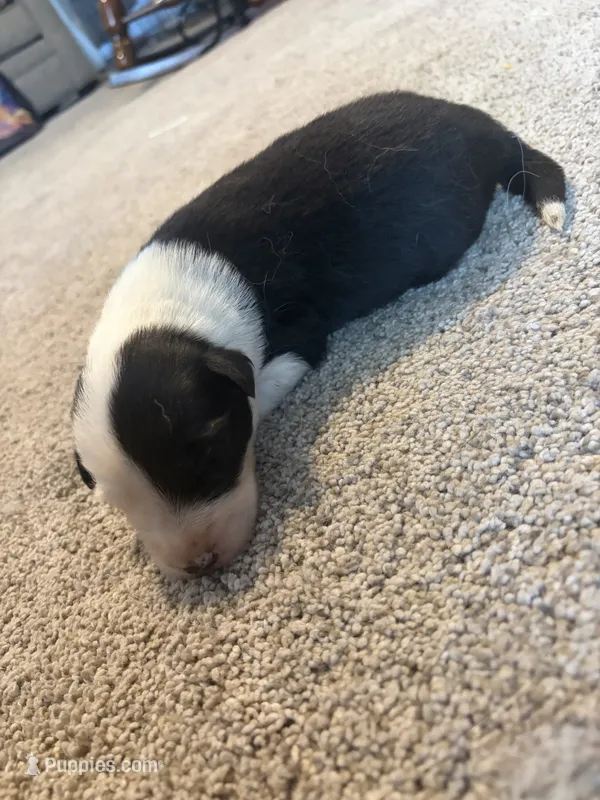Green – Border Collie puppy for sale in Polk City, FL