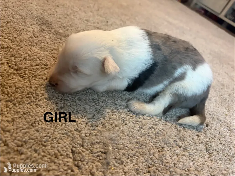 Violet , a female Border Collie for sale in Polk City, FL – 1 of 3