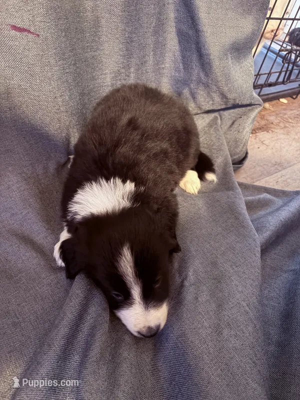 Yellow – Border Collie puppy for sale in Polk City, FL