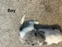 Blue, a male Border Collie for sale in Polk City, FL – 2 of 3
