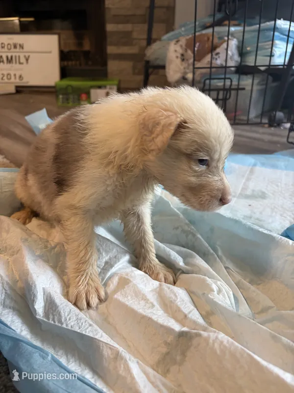 Blue – Border Collie puppy for sale in Polk City, FL