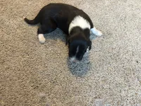 Black, a male Border Collie for sale in Polk City, FL – 3 of 3