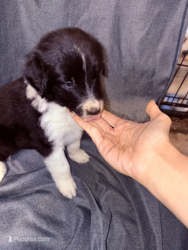 Black – Border Collie puppy for sale in Polk City, FL