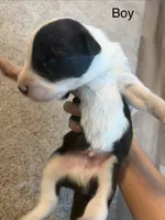 Green, a male Border Collie for sale in Polk City, FL – 2 of 2