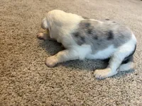 Blue, a male Border Collie for sale in Polk City, FL – 3 of 3
