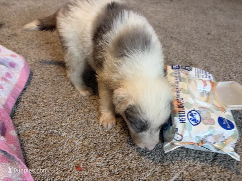 Purple  – Border Collie puppy for sale in Polk City, FL