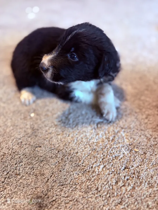 Black – Border Collie puppy for sale in Polk City, FL