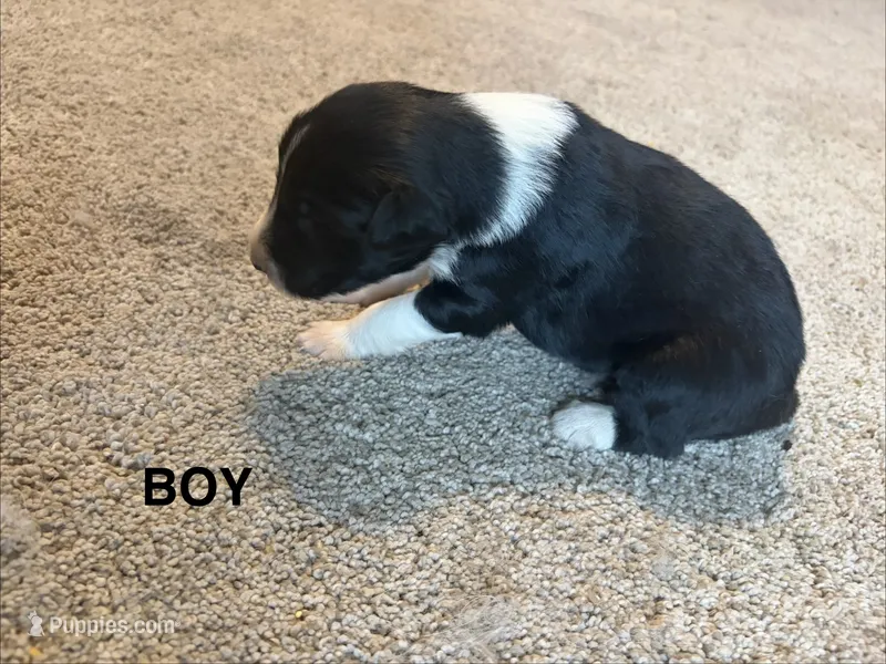 Black – Border Collie puppy for sale in Polk City, FL