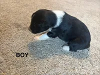 Black, a male Border Collie for sale in Polk City, FL – 1 of 3