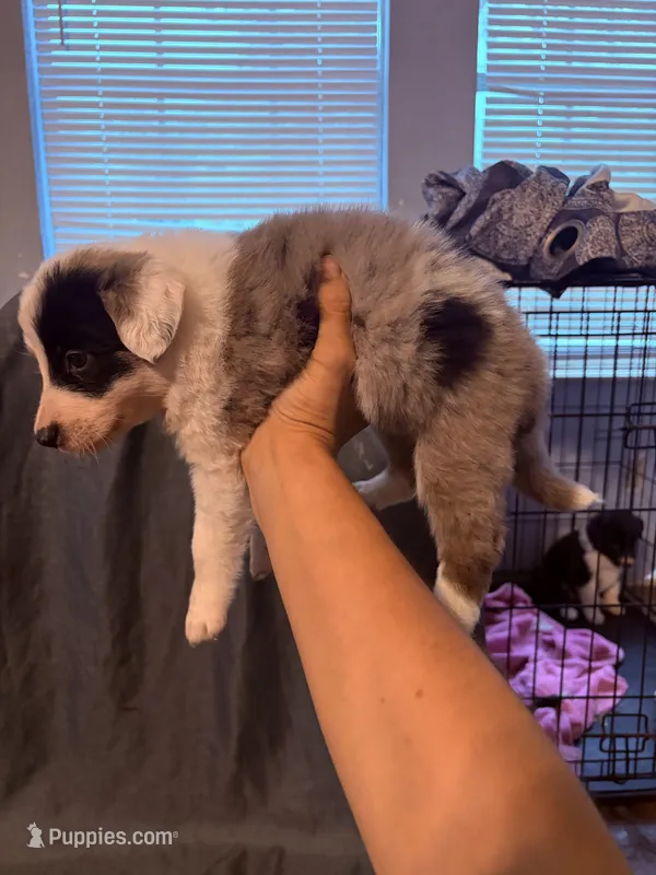 Pink – Border Collie puppy for sale in Polk City, FL