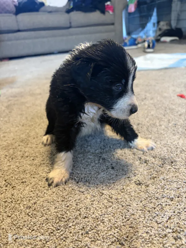 Yellow – Border Collie puppy for sale in Polk City, FL