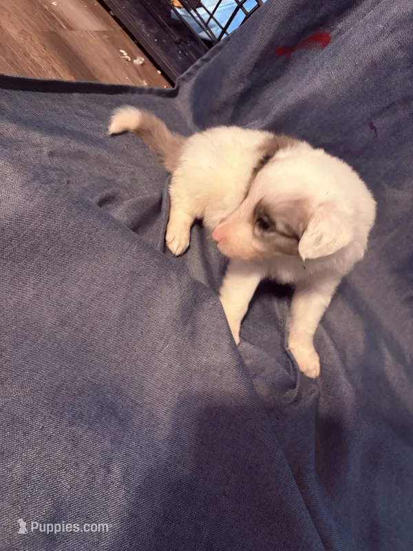 Purple  – Border Collie puppy for sale in Polk City, FL