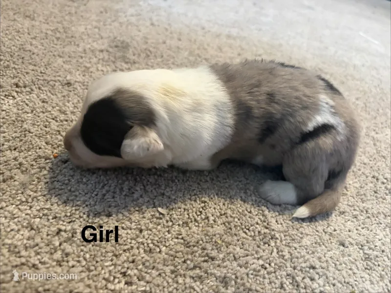 Pink – Border Collie puppy for sale in Polk City, FL