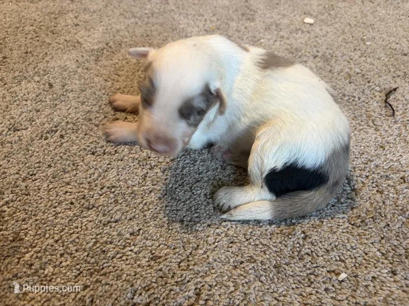 Purple  – Border Collie puppy for sale in Polk City, FL