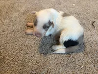Purple , a female Border Collie for sale in Polk City, FL – 1 of 2