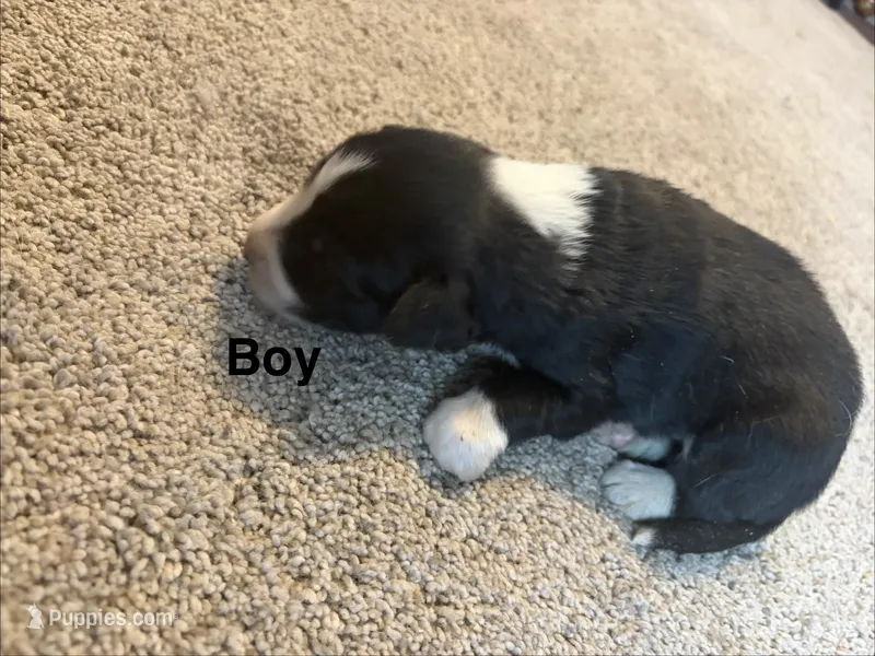 Yellow – Border Collie puppy for sale in Polk City, FL