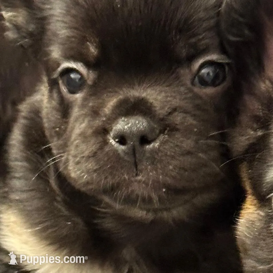 Jazzy, a female French Bulldog for sale in Martinsville, VA – Photo 3 of 8