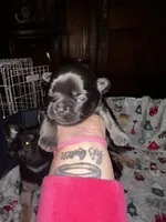 Jazzy, a female French Bulldog for sale in Martinsville, VA – Photo 7 of 8