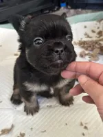 Jazzy, a female French Bulldog for sale in Martinsville, VA – Photo 4 of 8