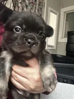 Jazzy, a female French Bulldog for sale in Martinsville, VA – Photo 5 of 8