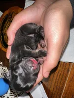 Gizmo, a male French Bulldog for sale in Martinsville, VA – Photo 7 of 9