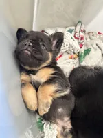 Gizmo, a male French Bulldog for sale in Martinsville, VA – Photo 5 of 9