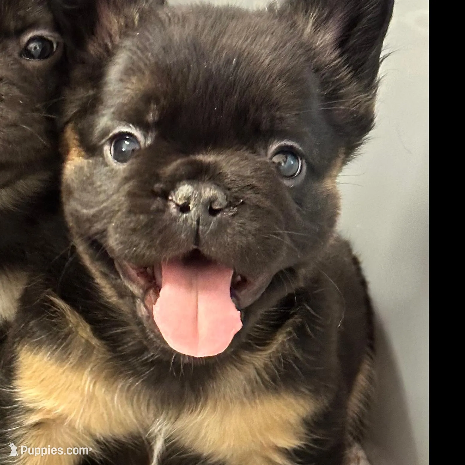 Gizmo, a male French Bulldog for sale in Martinsville, VA – Photo 3 of 9