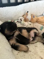 Gizmo, a male French Bulldog for sale in Martinsville, VA – Photo 6 of 9