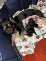 Gizmo, a male French Bulldog for sale in Martinsville, VA – Photo 8 of 9