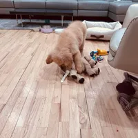 Rosie, a female Golden Retriever for sale in Spring Valley, NY – 4 of 4
