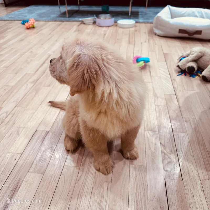 Rosie – Golden Retriever puppy for sale in Spring Valley, NY