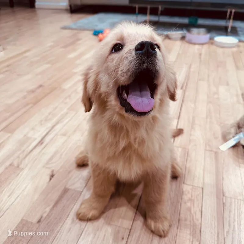 Rosie – Golden Retriever puppy for sale in Spring Valley, NY
