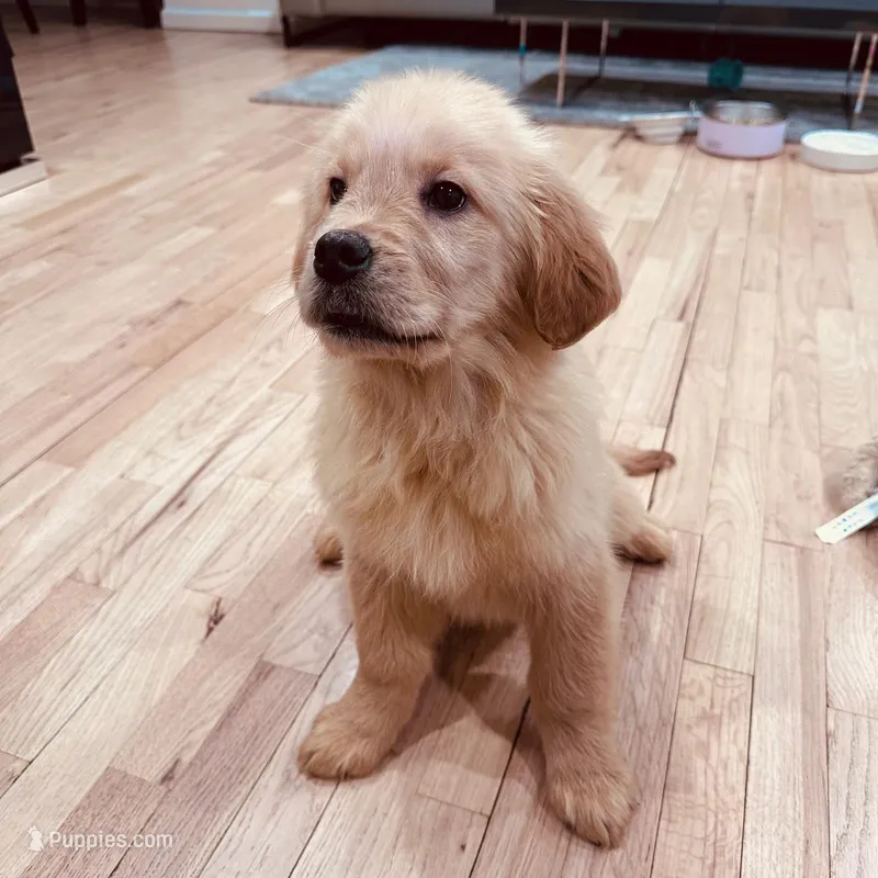 Max – Golden Retriever puppy for sale in Spring Valley, NY